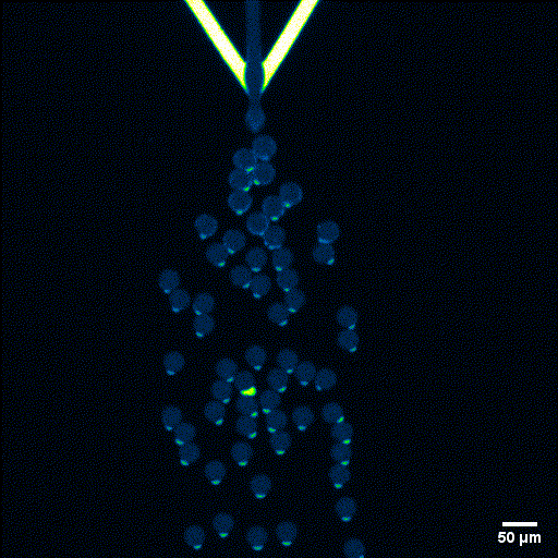 Labeled-lipids - Fluigent Labeled GUV