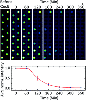 membranolytic activity of cecropin and GUV fluorescence