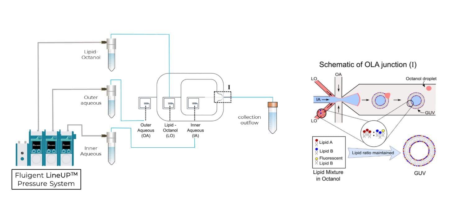 monodisperse-stable-and-controlled-vesicle-formation - Fluigent monodisperse-stable-and-controlled-vesicle-formation