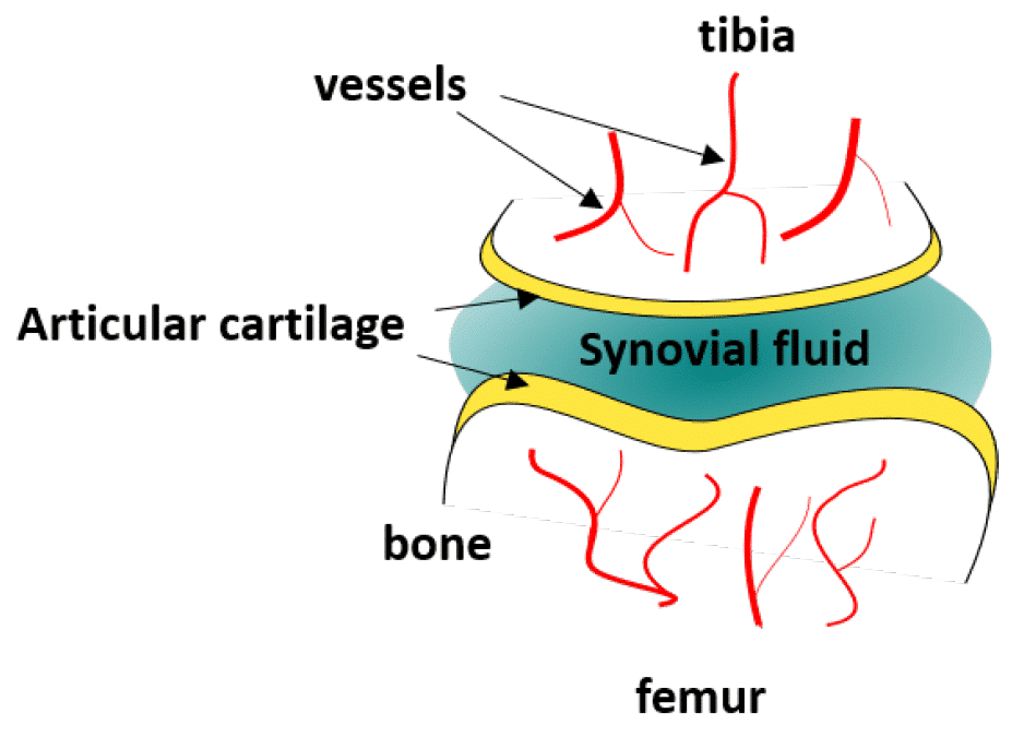 schema compressive stress cell