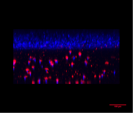 organ on chip cell culture therapy development