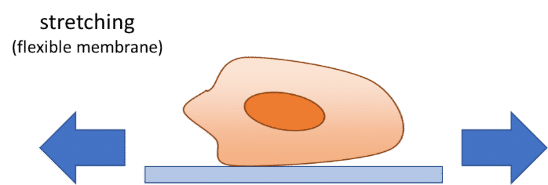 streching force cell Fluigent stretching force cell