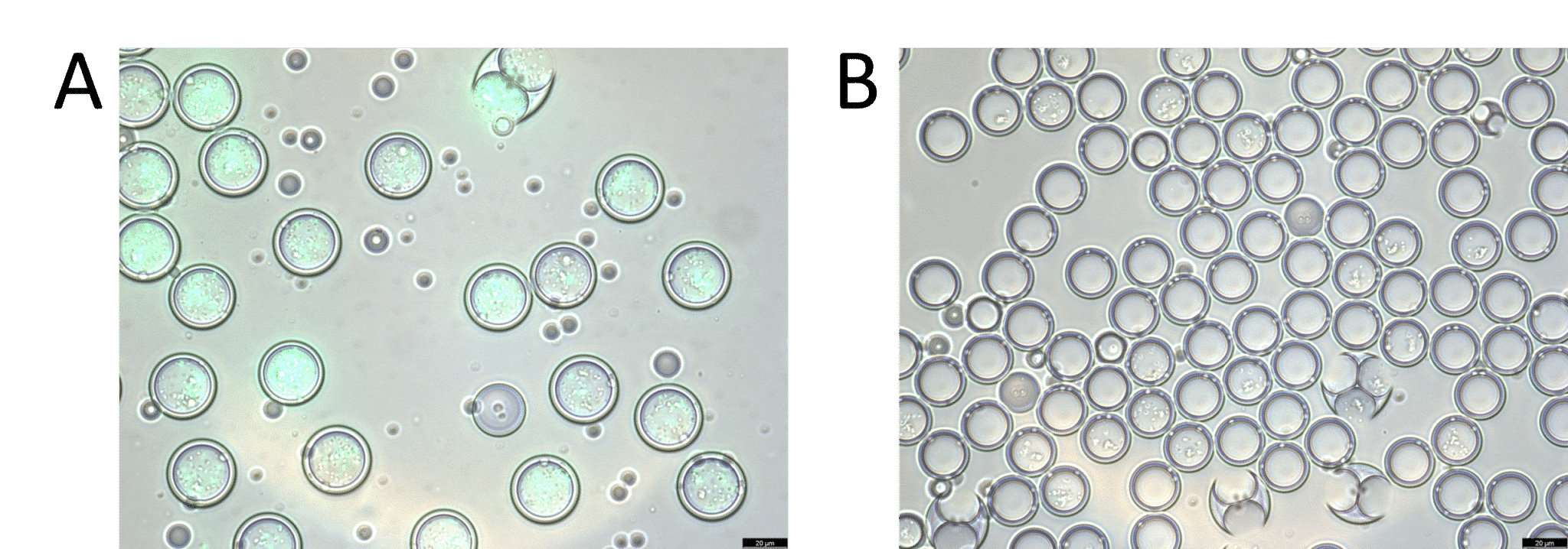image of fluorescent droplets after droplet sorting and flow cytometry