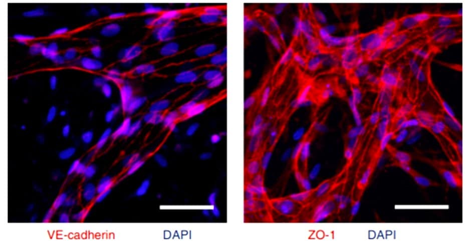 Immunfluoreszenzfärbung für Junction-Proteine