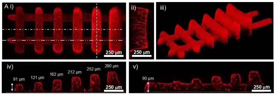 Confocal pictures - Fluigent Confocal pictures of a ladder structure
