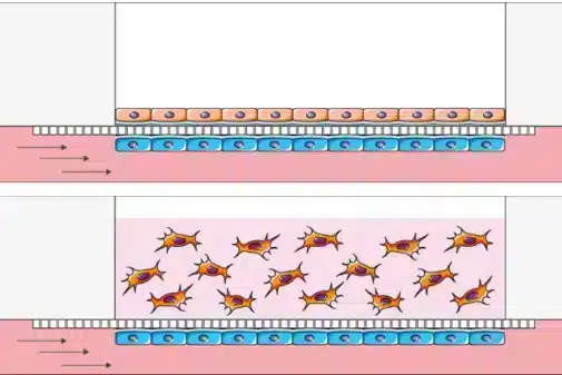 endothelium-epithelium barrier - Fluigent endothelium-epithelium barrier
