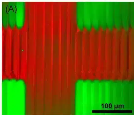 Example of multimaterial printing - Fluigent Example of multimaterial printing