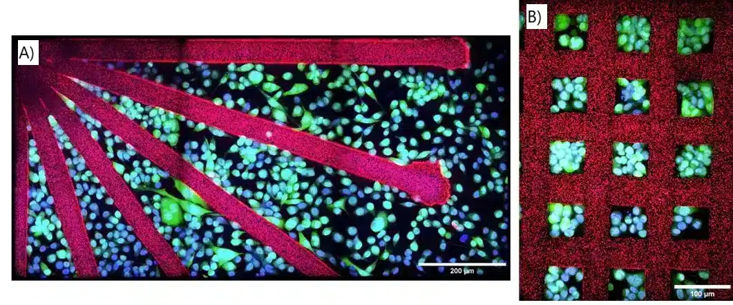 PC3 cell patterning on PEGDA - Fluigent PC3 cell patterning on PEGDA