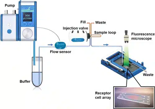 tongue-on-a-chip receptor microfluidic platform - Fluigent scheme of the tongue-on-a-chip receptor microfluidic platform