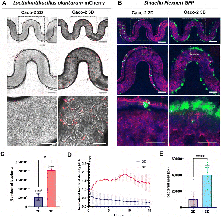 Figure of 3D μGut Model
