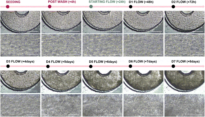 Image of Phase Contrast Imaging of Caco-2