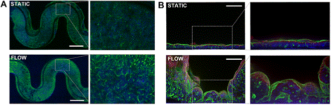 Immunofluorescence Staining of Caco-2 cell