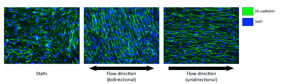 hiPSC derived endothellial cell immunofluorescence