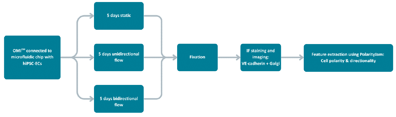 Overview of the Experimental Workflow
