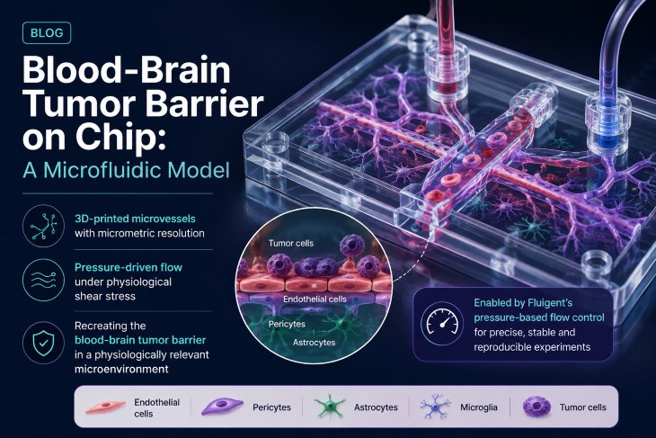 blood brain tumor barrier on chip