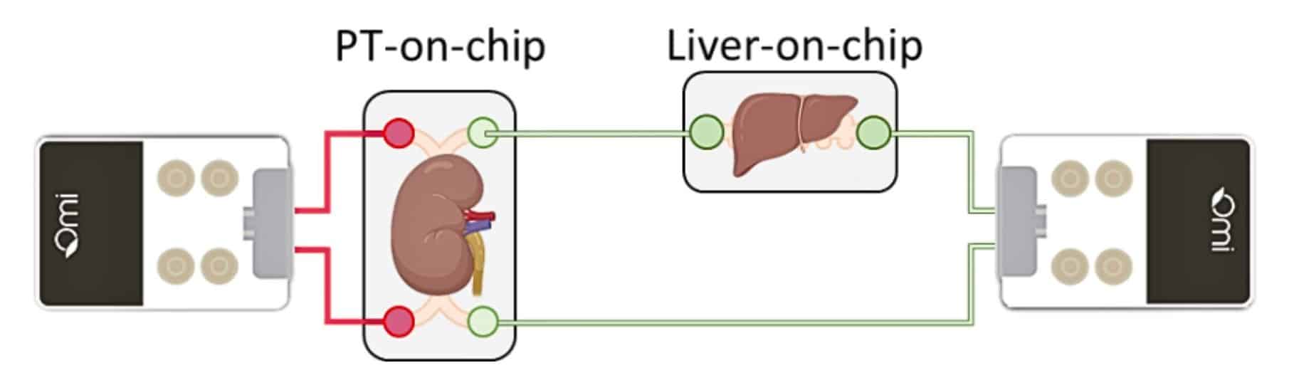 liver kidney model on chip setup with dual omi