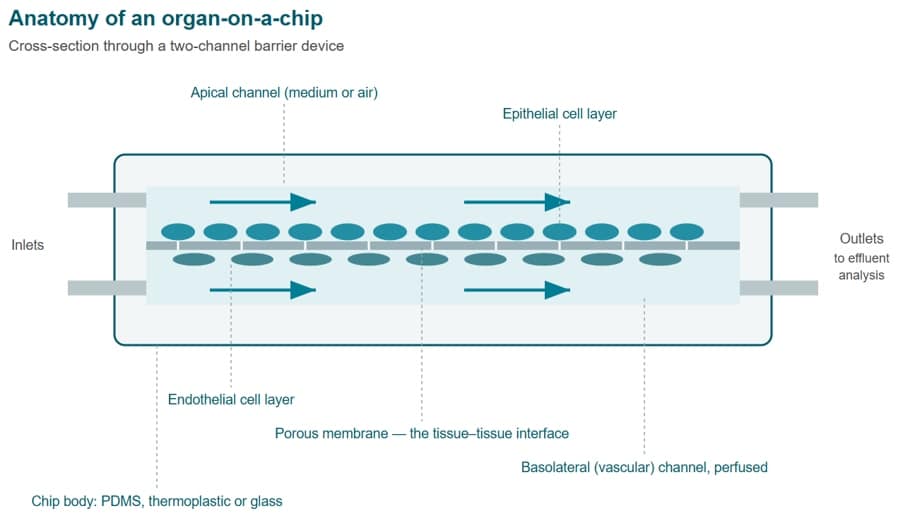 schema of Cross section of a two channel organ on a chip