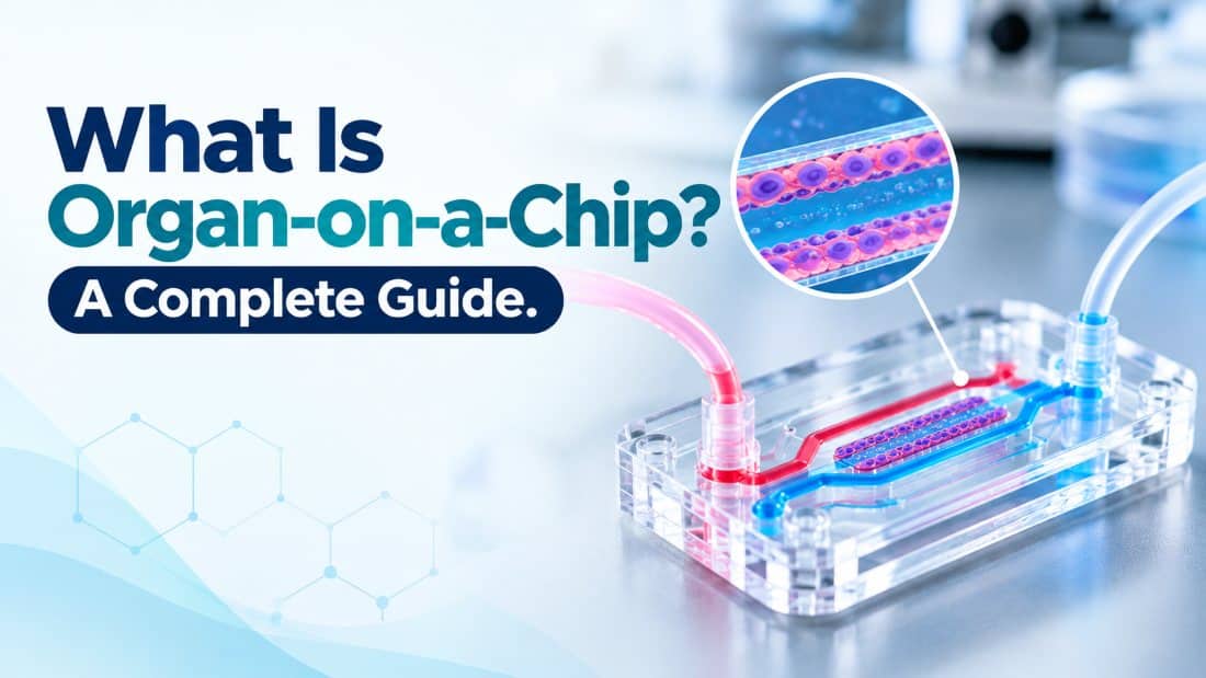 what is organ on chip