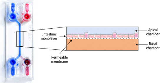 Double channel microfluidic chip for gut on chip application