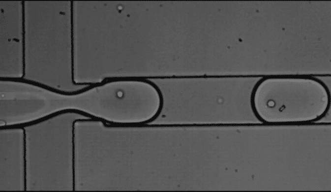 Microfluidics for single cell analysis