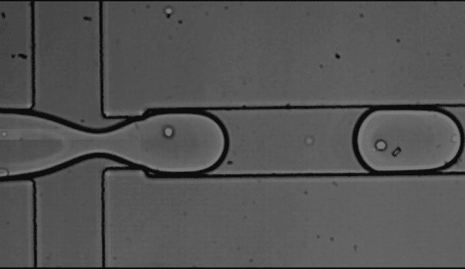 high throughput single cell analysis