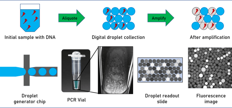 digital pcr assay