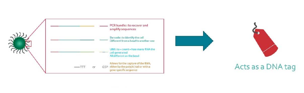 Barcode architecture and usage