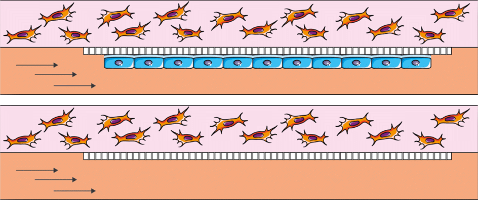 Double channel Microfluidic chip for hypoxic cell culture