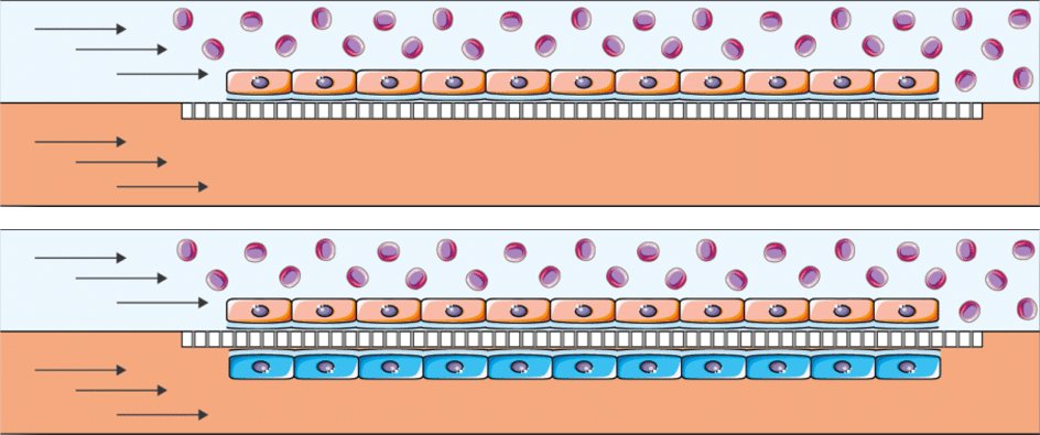 hypoxic cell culture