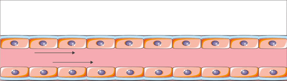 cell culture models