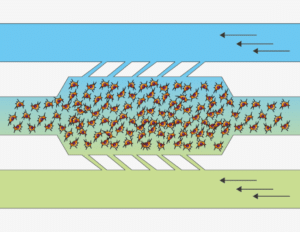 Flow gradient chip