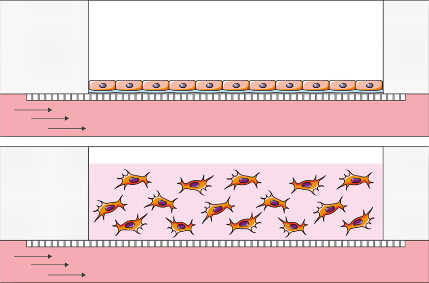 Be-Transflow cell culture in 2D or 3D