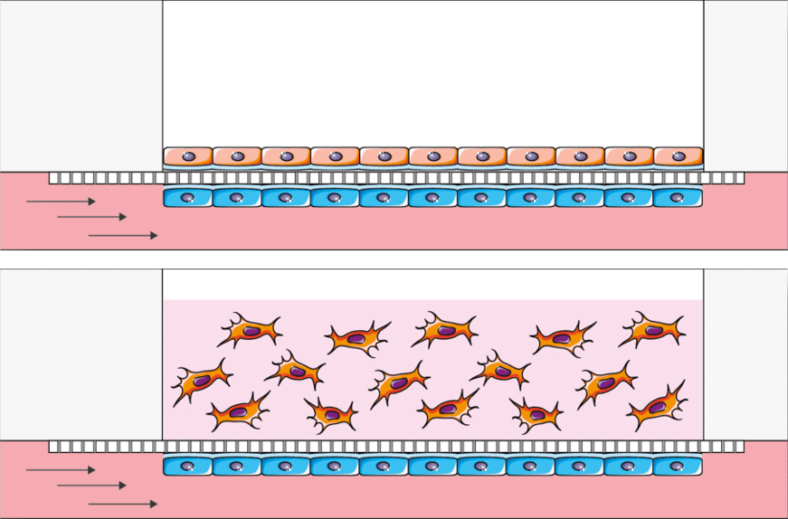 endothelium-epithelium barrier for ALI cell culture in 2D or 3D