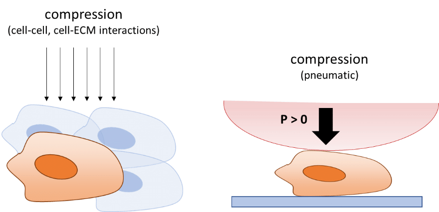 mechanic compression on cell