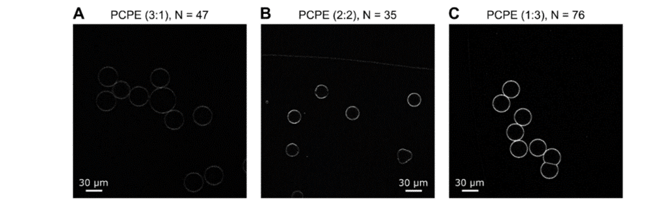 Confocal images of various lipid systems