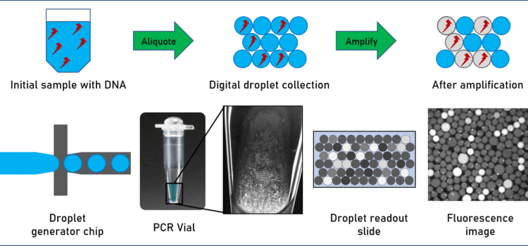 Schematic representation of digital PCR steps