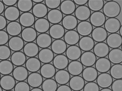 alginate MICROBEADs generation monodispercity