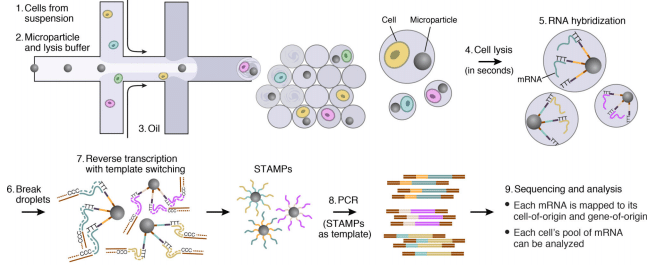 dropseq-method