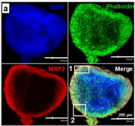 dynamic culture of liver spheroids in cell perfusion platform