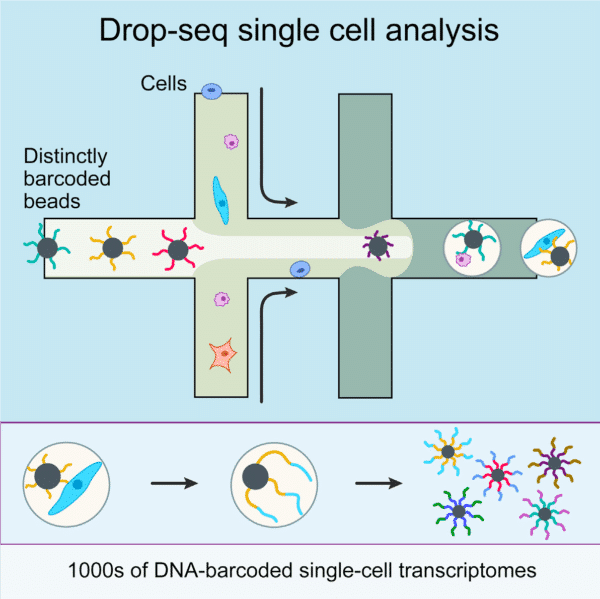 Scheme representing Drop-Seq single cell analysis