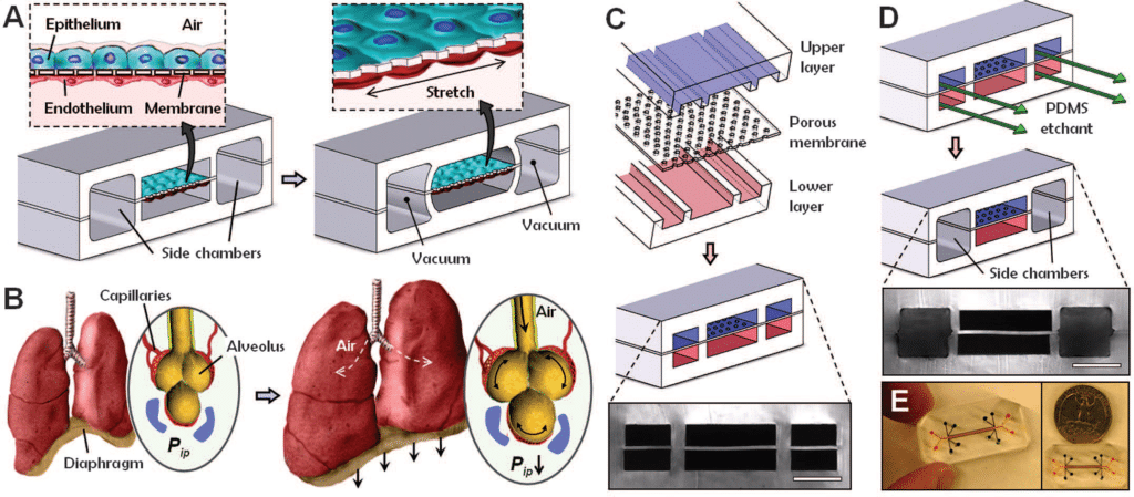human breathing lung-on-a-chip microdevice