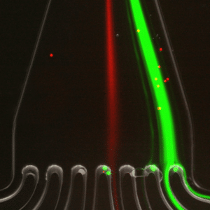 fluorescence-cell sorting