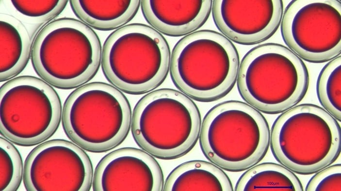 cell encapsulation in chitosan