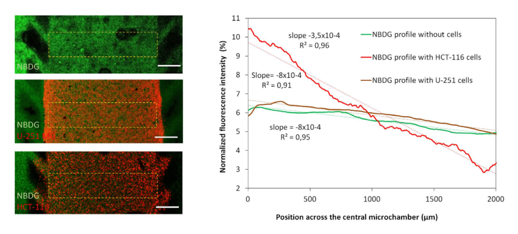 NBDG diffusion profile across the central microchamber