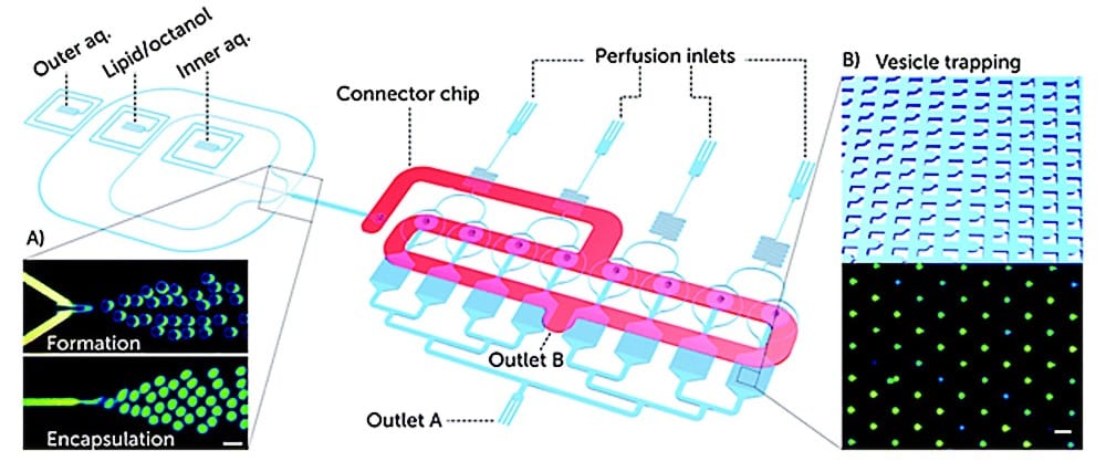 membrane-active drugs testing microfluidic platform