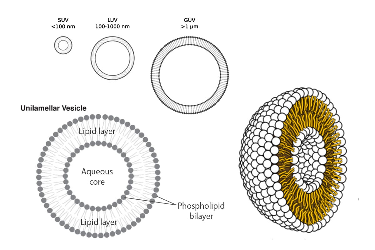 Structure of Giant Unilamellar Vesicles