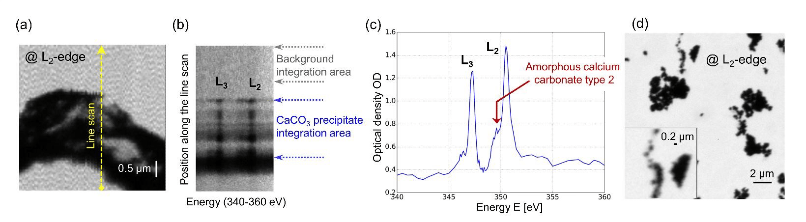 In situ observation of calcium carbonate nanoparticle