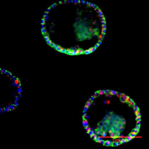 3D single cell encapsulation