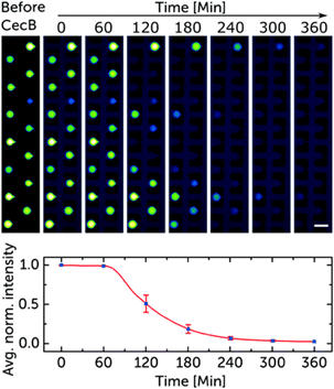 membranolytic activity of cecropin and GUV fluorescence