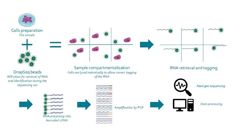 Overview of the DropSeq process